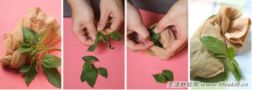 学会这7种天然的驱蟑方法，从此远离蟑螂骚