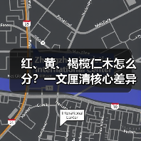 红、黄、褐榄仁木怎么分？一文厘清核心差异与应用边界（图2）