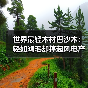世界最轻木材巴沙木:轻如鸿毛却撑起风电产业半边天(图3) 世界最轻木材巴沙木:轻如鸿毛却撑起风电产业半边天(图3)