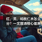 红、黄、褐榄仁木怎么分?一文厘清核心差异与应用边界(图1) 红、黄、褐榄仁木怎么分?一文厘清核心差异与应用边界(图1)