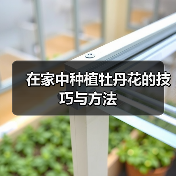 在家中种植牡丹花的技巧与方法(图4) 在家中种植牡丹花的技巧与方法(图4)