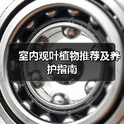 室内观叶植物推荐及养护指南(图2) 室内观叶植物推荐及养护指南(图2)