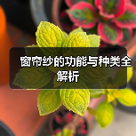 窗帘纱的功能与种类全解析(图1) 窗帘纱的功能与种类全解析(图1)