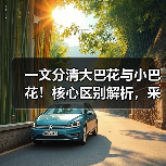 一文分清大巴花与小巴花！核心区别解析，采购避坑必看（图3）