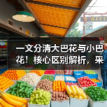 一文分清大巴花与小巴花!核心区别解析,采购避坑必看(图4) 一文分清大巴花与小巴花!核心区别解析,采购避坑必看(图4)