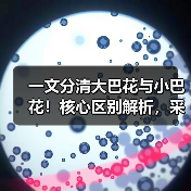 一文分清大巴花与小巴花!核心区别解析,采购避坑必看(图2) 一文分清大巴花与小巴花!核心区别解析,采购避坑必看(图2)
