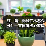 红、黄、褐榄仁木怎么分？一文厘清核心差异与应用边界（图1）