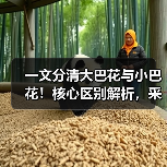 一文分清大巴花与小巴花！核心区别解析，采购避坑必看（图1）
