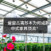 爱里古夷苏木为何成新中式家具顶流?(图1) 爱里古夷苏木为何成新中式家具顶流?(图1)
