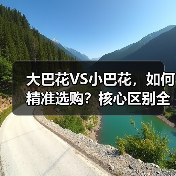 大巴花VS小巴花，如何精准选购？核心区别全解析（图1）