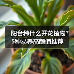 阳台种什么开花植物？5种易养高颜值推荐（图2）
