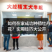 如何在家成功种植牡丹花？实用技巧大公开