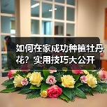 如何在家成功种植牡丹花？实用技巧大公开（图3）