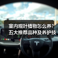 室内观叶植物怎么养？五大推荐品种及养护技巧