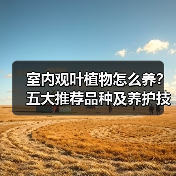 室内观叶植物怎么养？五大推荐品种及养护技巧（图2）
