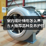 室内观叶植物怎么养？五大推荐品种及养护技巧（图4）