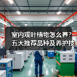 室内观叶植物怎么养？五大推荐品种及养护技巧（图3）
