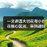 一文讲透大巴花与小巴花核心区别，采购避坑指南（图4）