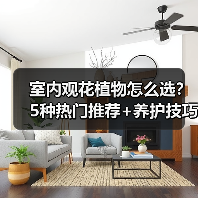 室内观花植物怎么选?5种热门推荐+养护技巧(图4) 室内观花植物怎么选?5种热门推荐+养护技巧(图4)