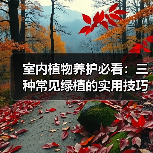 室内植物养护必看:三种常见绿植的实用技巧(图3) 室内植物养护必看:三种常见绿植的实用技巧(图3)