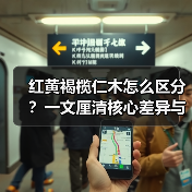红黄褐榄仁木怎么区分？一文厘清核心差异与应用边界（图1）
