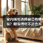 室内植物选择禁忌有哪些?哪些植物不适合养在家中?(图4) 室内植物选择禁忌有哪些?哪些植物不适合养在家中?(图4)