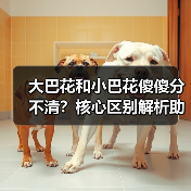 大巴花和小巴花傻傻分不清?核心区别解析助你采购不踩坑(图1) 大巴花和小巴花傻傻分不清?核心区别解析助你采购不踩坑(图1)