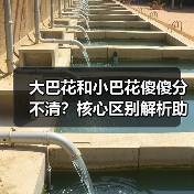 大巴花和小巴花傻傻分不清?核心区别解析助你采购不踩坑(图3) 大巴花和小巴花傻傻分不清?核心区别解析助你采购不踩坑(图3)