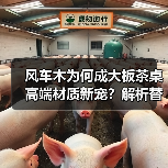 风车木为何成大板茶桌高端材质新宠?解析替代黑檀优劣(图4) 风车木为何成大板茶桌高端材质新宠?解析替代黑檀优劣(图4)