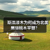 斯温漆木为何成为北美黑胡桃木平替？（图2）