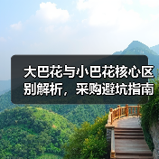 大巴花与小巴花核心区别解析，采购避坑指南（图2）