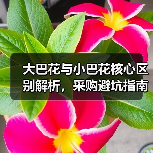 大巴花与小巴花核心区别解析，采购避坑指南（图3）