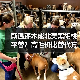 斯温漆木成北美黑胡桃平替？高性价比替代方
