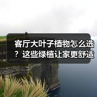 客厅大叶子植物怎么选?这些绿植让家更舒适(图4) 客厅大叶子植物怎么选?这些绿植让家更舒适(图4)