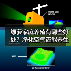 绿萝家庭养殖有哪些好处?净化空气还能养生!(图4) 绿萝家庭养殖有哪些好处?净化空气还能养生!(图4)