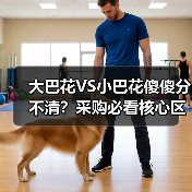 大巴花VS小巴花傻傻分不清?采购必看核心区别解析(图2) 大巴花VS小巴花傻傻分不清?采购必看核心区别解析(图2)