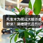 风车木为何成大板茶桌新宠?黑檀替代品性价比解析(图1) 风车木为何成大板茶桌新宠?黑檀替代品性价比解析(图1)