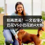 别再混淆！一文看懂大巴花VS小巴花的4大核心区别（图2）