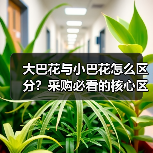 大巴花与小巴花怎么区分?采购必看的核心区别解析(图1) 大巴花与小巴花怎么区分?采购必看的核心区别解析(图1)