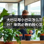 大巴花与小巴花怎么区分?采购必看的核心区别解析(图3) 大巴花与小巴花怎么区分?采购必看的核心区别解析(图3)