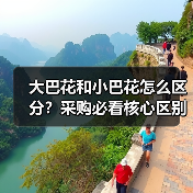大巴花和小巴花怎么区分?采购必看核心区别解析(图3) 大巴花和小巴花怎么区分?采购必看核心区别解析(图3)