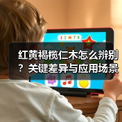 红黄褐榄仁木怎么辨别?关键差异与应用场景解析(图3) 红黄褐榄仁木怎么辨别?关键差异与应用场景解析(图3)