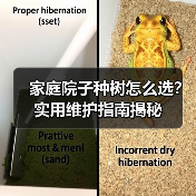 家庭院子种树怎么选？实用维护指南揭秘