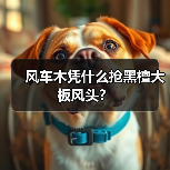 风车木凭什么抢黑檀大板风头？