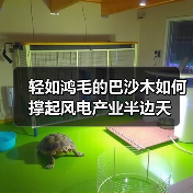 轻如鸿毛的巴沙木如何撑起风电产业半边天