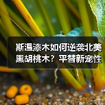 斯温漆木如何逆袭北美黑胡桃木?平替新宠性价比解析(图1) 斯温漆木如何逆袭北美黑胡桃木?平替新宠性价比解析(图1)