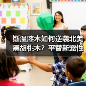 斯温漆木如何逆袭北美黑胡桃木？平替新宠性