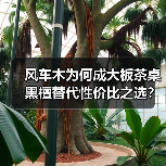 风车木为何成大板茶桌黑檀替代性价比之选？（图4）
