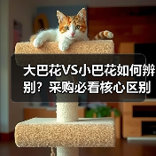 大巴花VS小巴花如何辨别?采购必看核心区别解析(图1) 大巴花VS小巴花如何辨别?采购必看核心区别解析(图1)